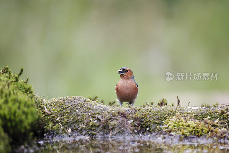 普通苍头燕雀(Fringilla coelebs)雄性